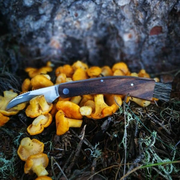 Pilzmesser Mit Pilzen unter einem Baum